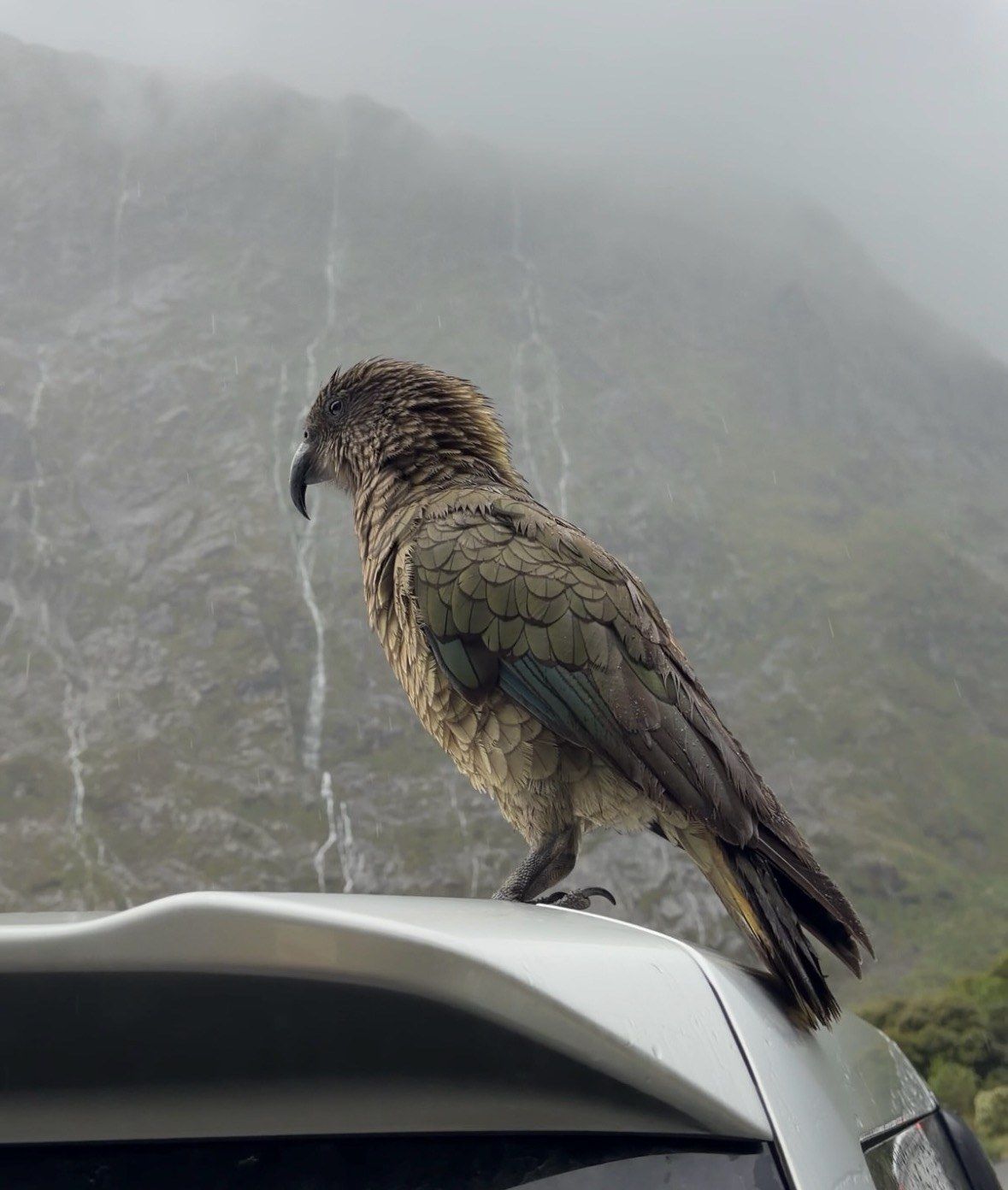 Kea perched on a van roof before misty, rain-streaked Milford Sound cliffs