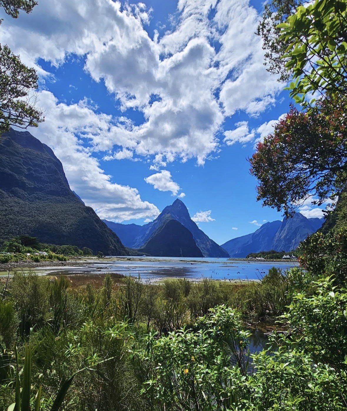 Mitre Peak framed by native foliage above Milford Sound tidal flats, summer